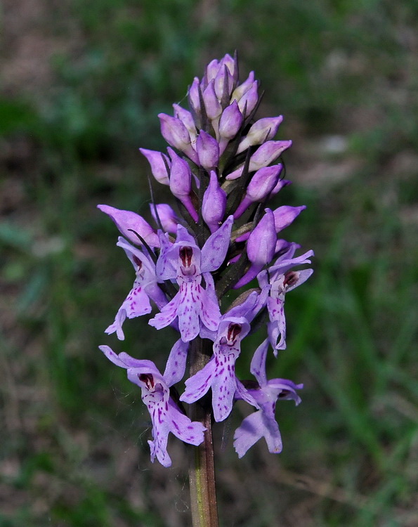 Orchidee del Casentino 2009